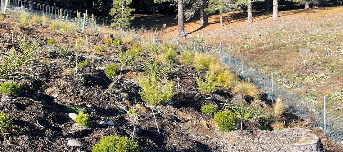 Takapo native plants