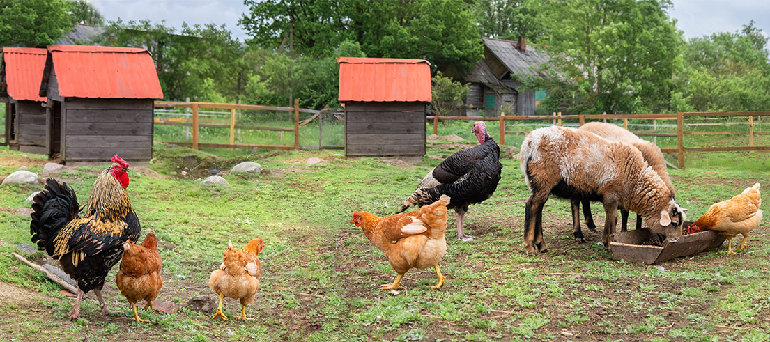 Lifestyle block animals 2103540065