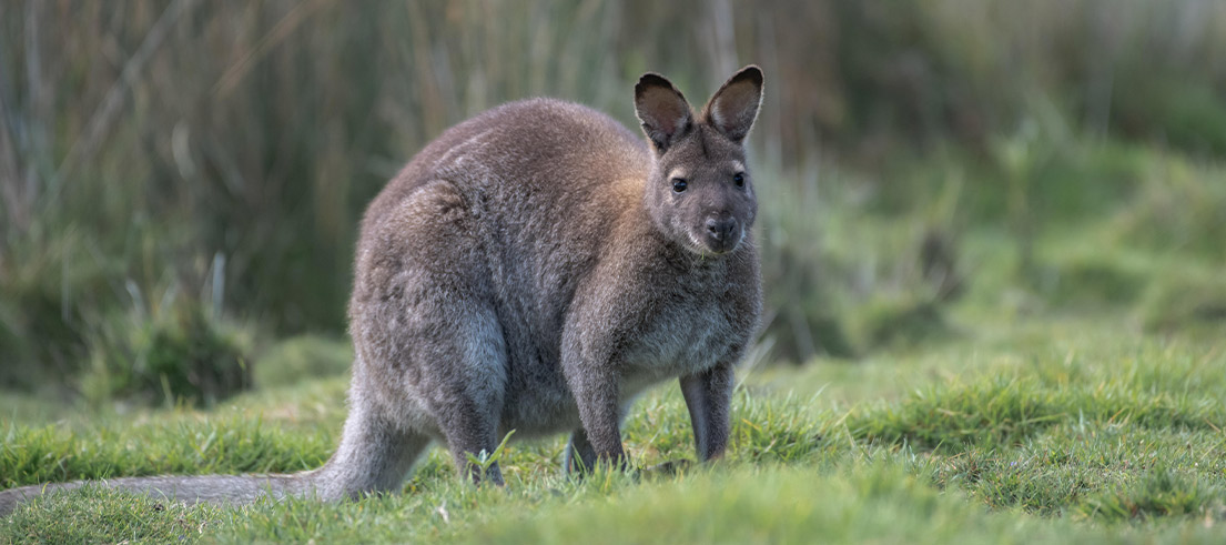 pen ash wallaby 6143765