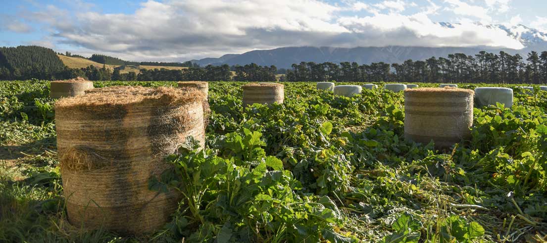 winter grazing header