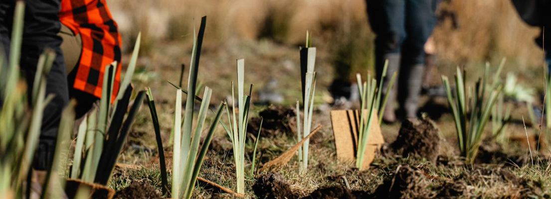 Tawhaki planting