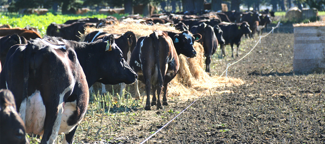 Winter grazing cows