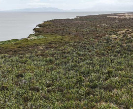 Harakeke flax at Kaitorete