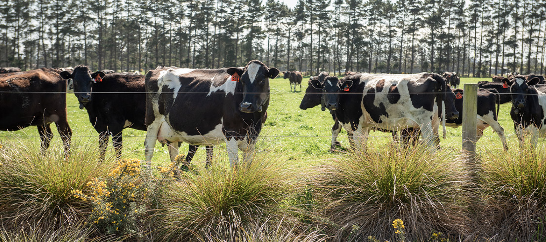 Cows behind fence  DSC 9535