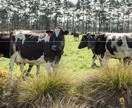 Cows behind fence  DSC 9535