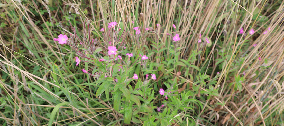 Great willowherb