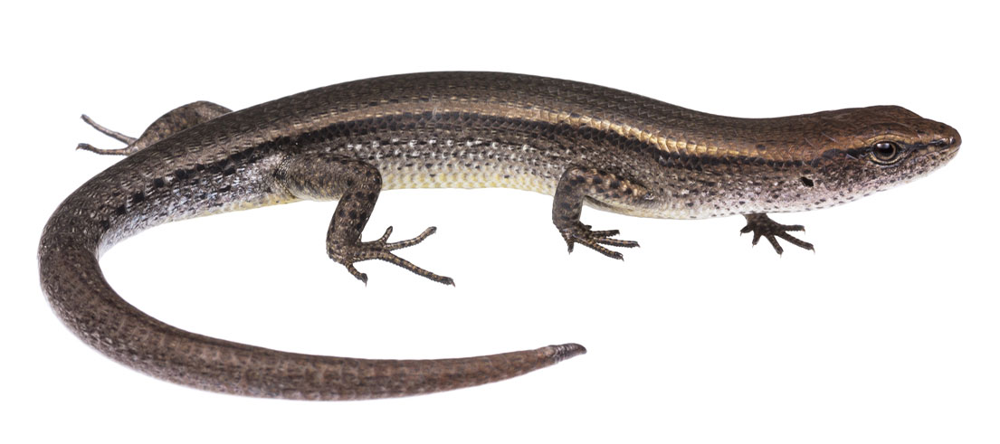 Plaque skink
