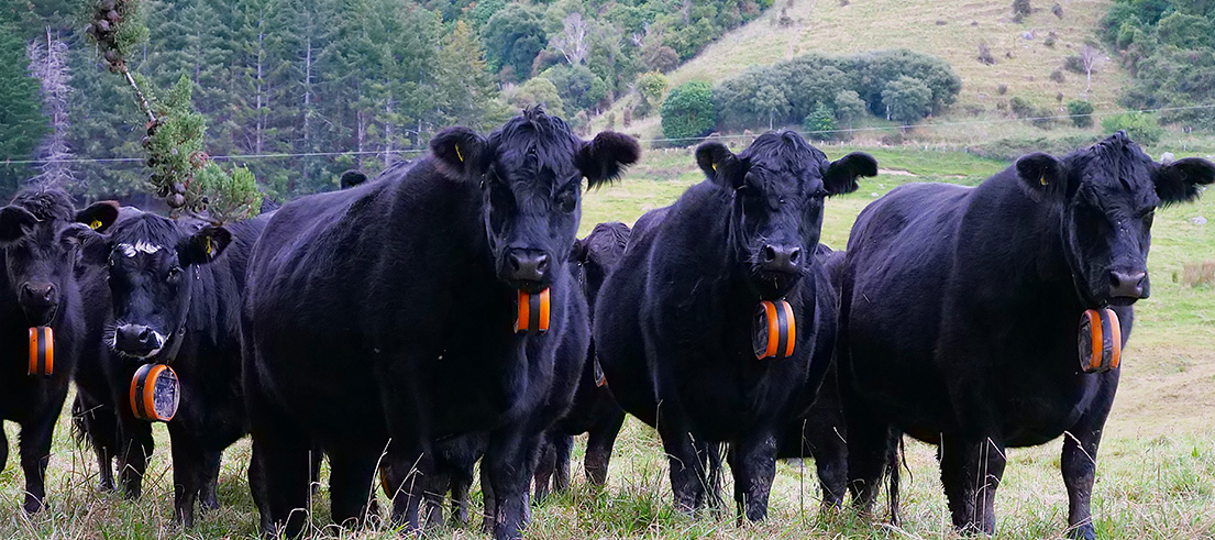 cows collar banks peninsula
