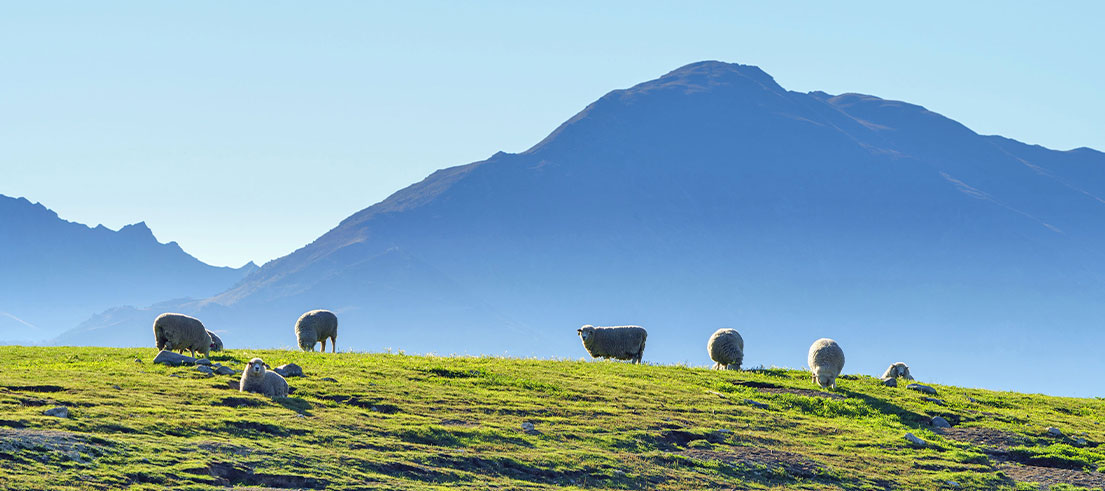 sheep on hill shutterstock 471263627 web