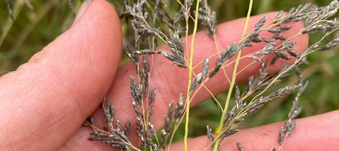 African love grass   black seeds