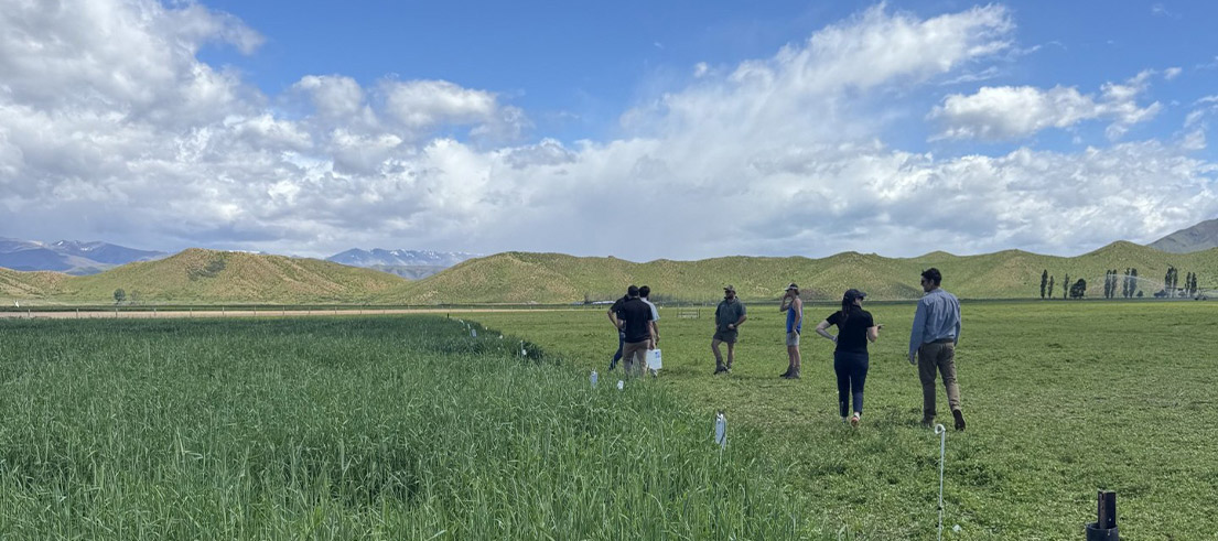 Catch crops at the sheep station 350 metres above sea level in Upper Waitaki v2
