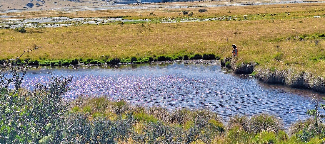 <p>Jason with water broom a at risk declining species</p>