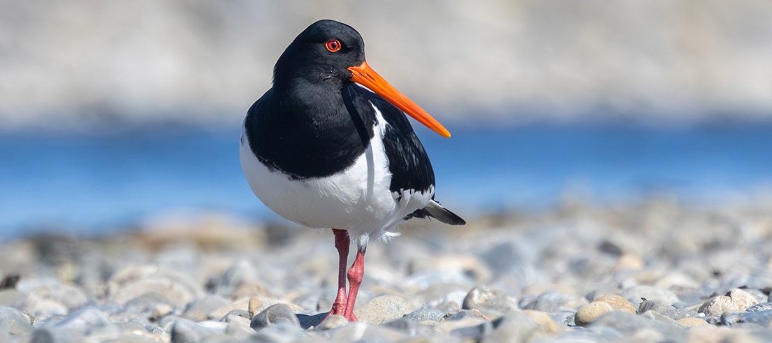 South Island pied oystercatcher Ashley Grant Davey