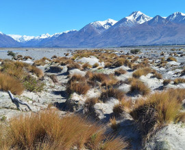 Weed control Upper Rangitata River area