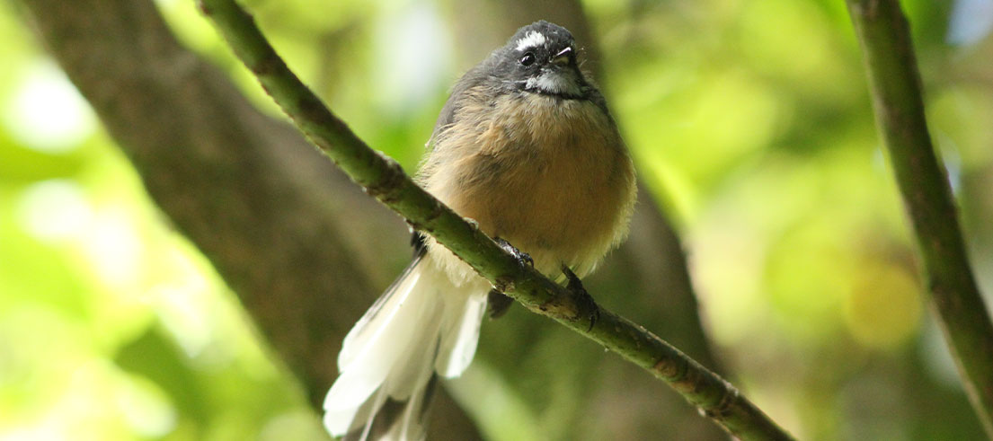 Pīwakawaka