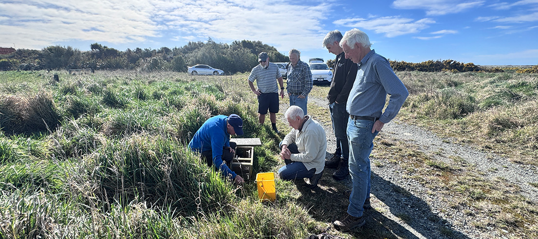 Volunteers check a predator trap at Waitarakao Lagoon near Timaru, helping protect native wildlife and tarāpuka from introduced predators.