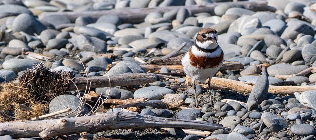 <p>Banded dotterel on a braided riverbed. Photo: James Thomson</p>