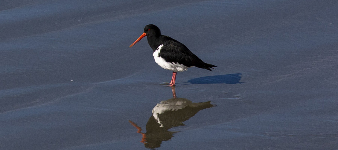 <p>Variable oystercatcher feeding in shallow coastal water</p>
