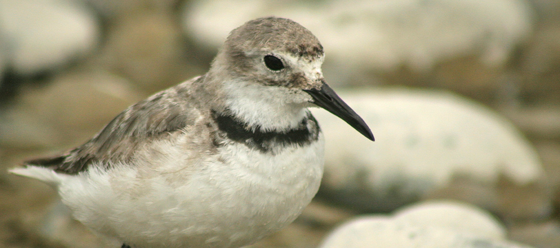 Wrybill plover HQ 6