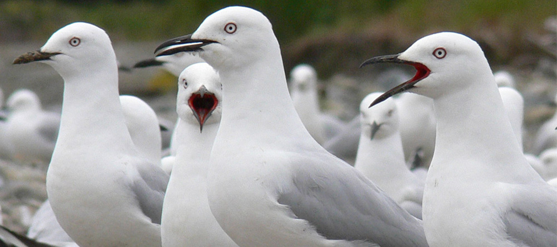 <p>Black-billed gulls gathered at a nesting site. Photo: Nick Ledgard</p>