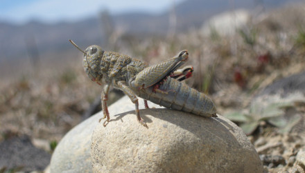 EcanNewsStory UC grasshopper cropped 1 1
