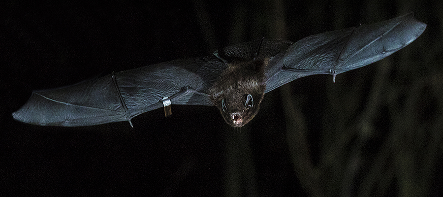 Long-tailed bat. Photo: Chris Hillock 