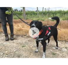 Ecan img news story Chilean needle grass dog video thumb