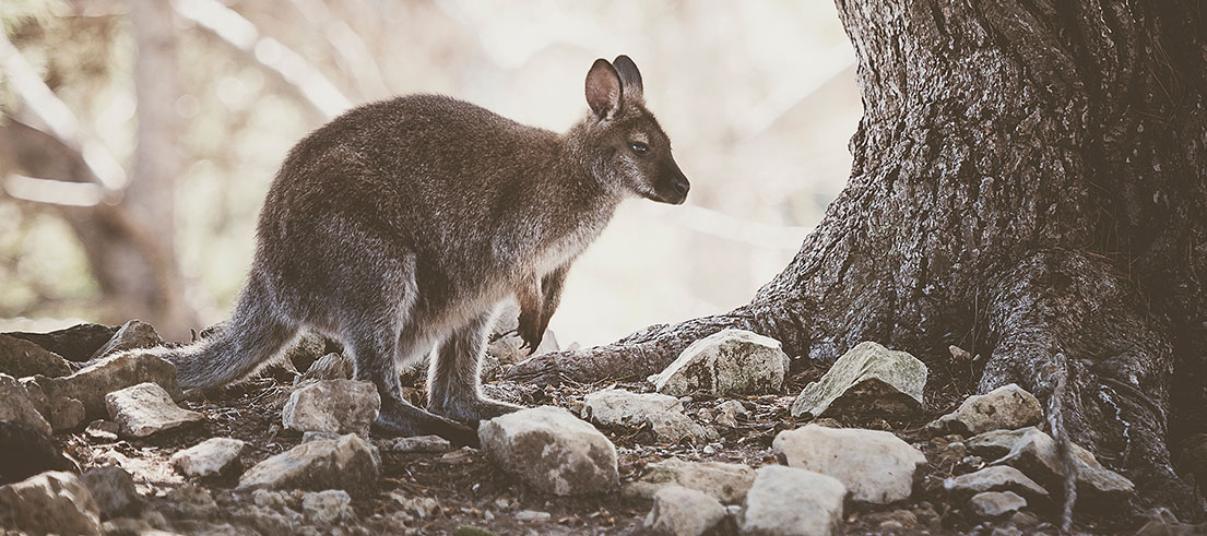 News teaser wallaby survey