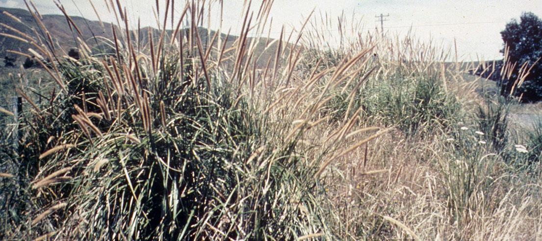 African feather grass