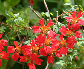 Chilean flame creeper2