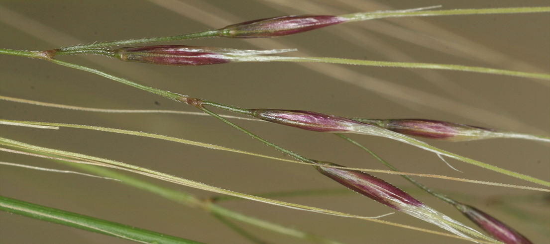 <p>Chilean needle grass. Photo credit: Trevor James </p>