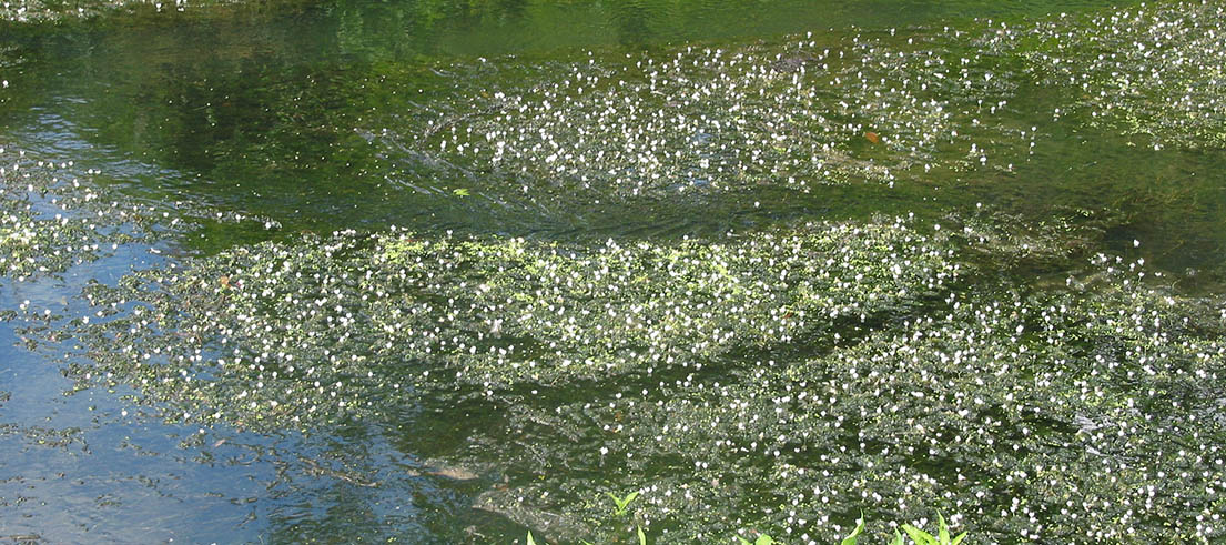 <p>White egeria flowers visible on the water surface. Photo credit: Paul Champion </p>