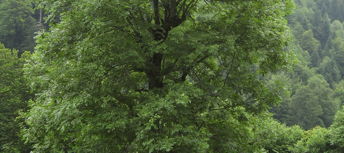 <p>European ash. Photo credit: Joan Simon </p>