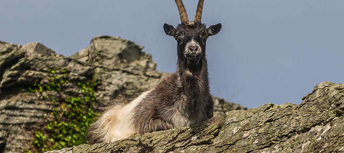 <p>Feral goat. Photo credit: Ian Capper</p>