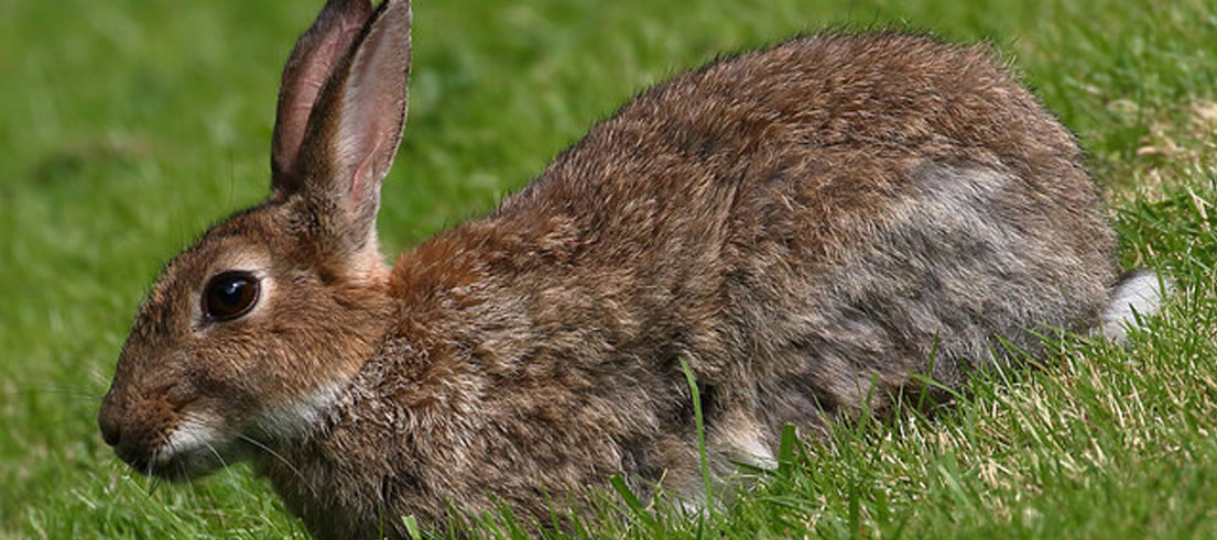 <p>Feral rabbit. Photo credit: Walter Baxter</p>
