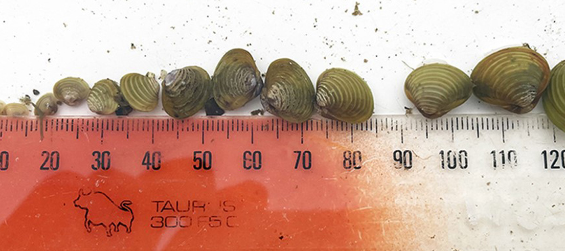 <p>Freshwater gold clams from the Waikato River with ruler for scale. Photo credit: NIWA </p>