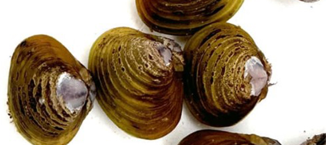 <p>Freshwater gold clam. Photo credit: NIWA</p>