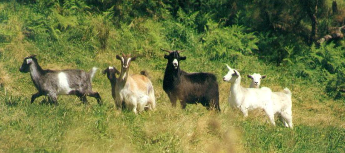 <p>Feral goats</p>