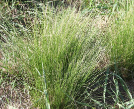 Nassella tussock2