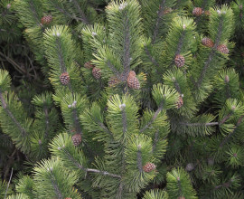 Pinus mugo c