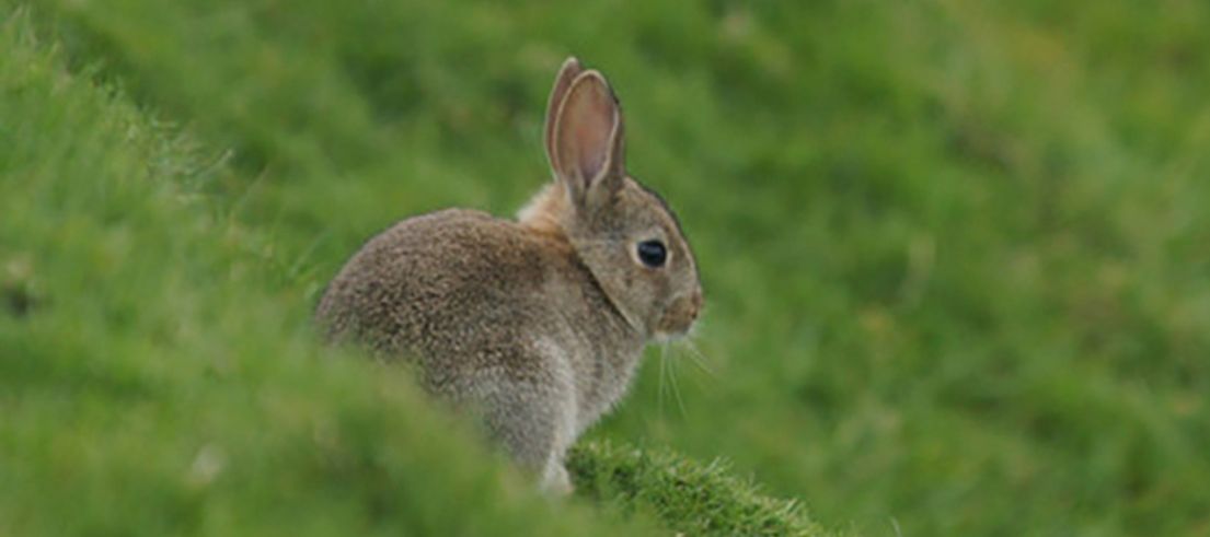 <p>Rabbit. Photo credit: Mike Pennington</p>