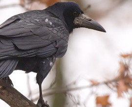 Rook4