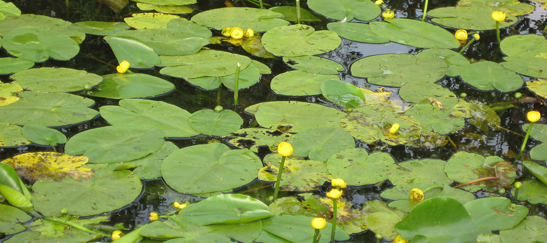 Yellow water lily