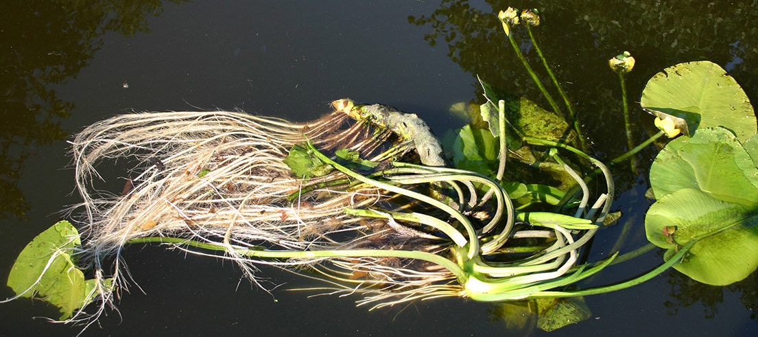 <p>Rhizome floating on water surface. Photo credit: Trevor James </p>