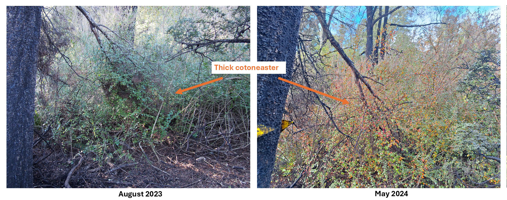 <p>Photopoint monitoring shows dramatic changes, with invasive weeds replaced by dense native regeneration including wineberry, broadleaf, fuchsia, marbleleaf and other pioneering species</p>