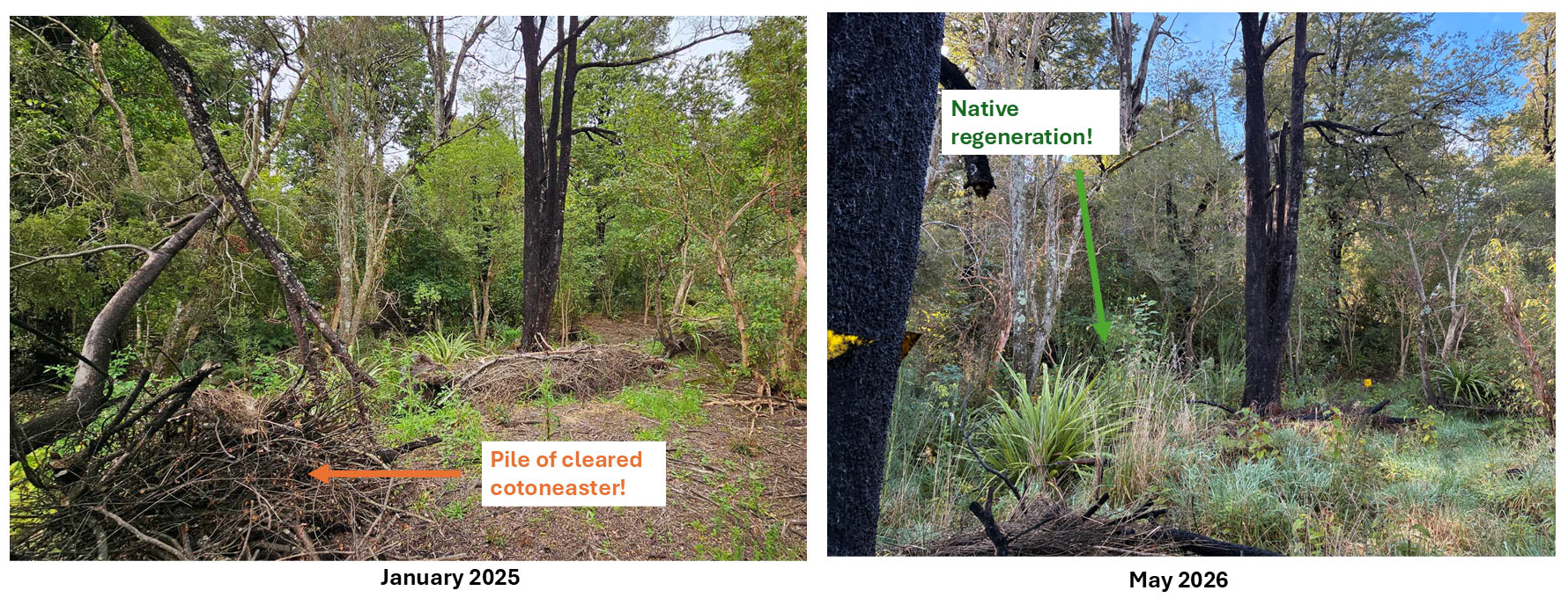 <p>Photopoint monitoring shows dramatic changes, with invasive weeds replaced by dense native regeneration including wineberry, broadleaf, fuchsia, marbleleaf and other pioneering species</p>