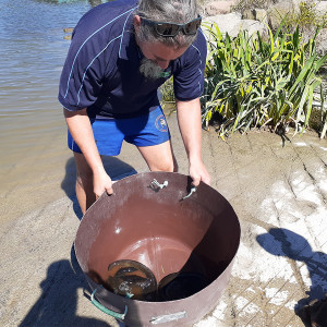 Tuna/Eel relocation in Kaiapoi