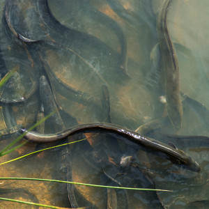 Tuna/Long-fin eel Habitat: Lake, rivers and drains Threat status: At risk-declining