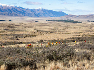 Wilding pines control programme in the Mackenzie Basin