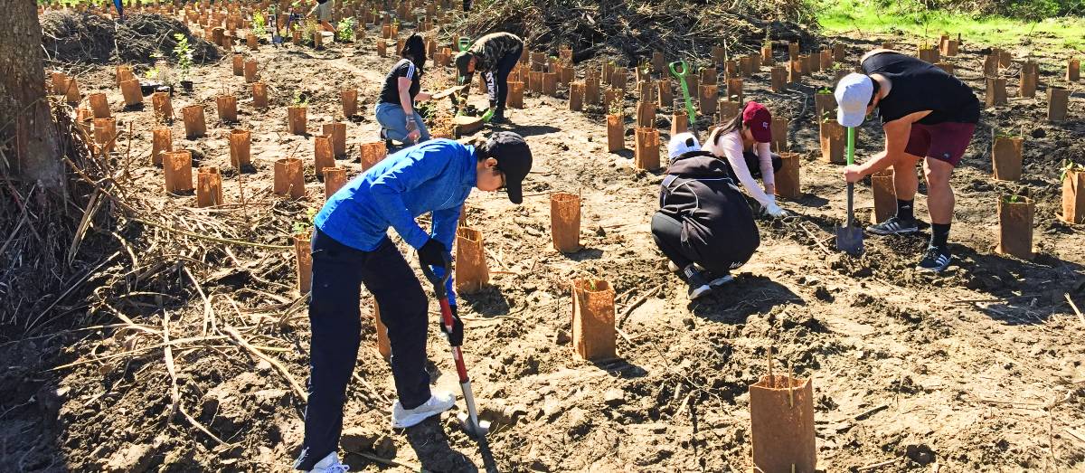 Planting Otukaikino